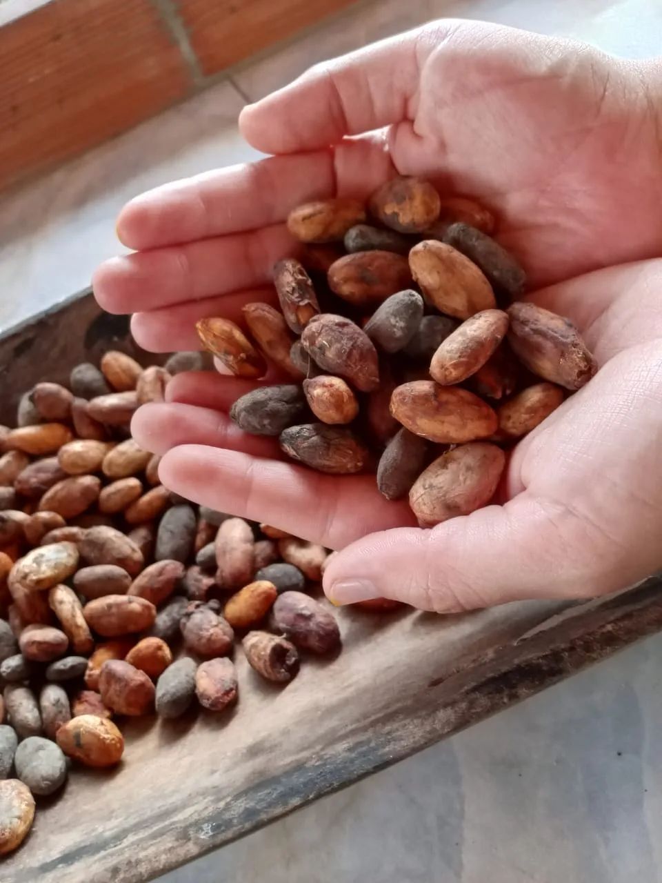 organic cacao