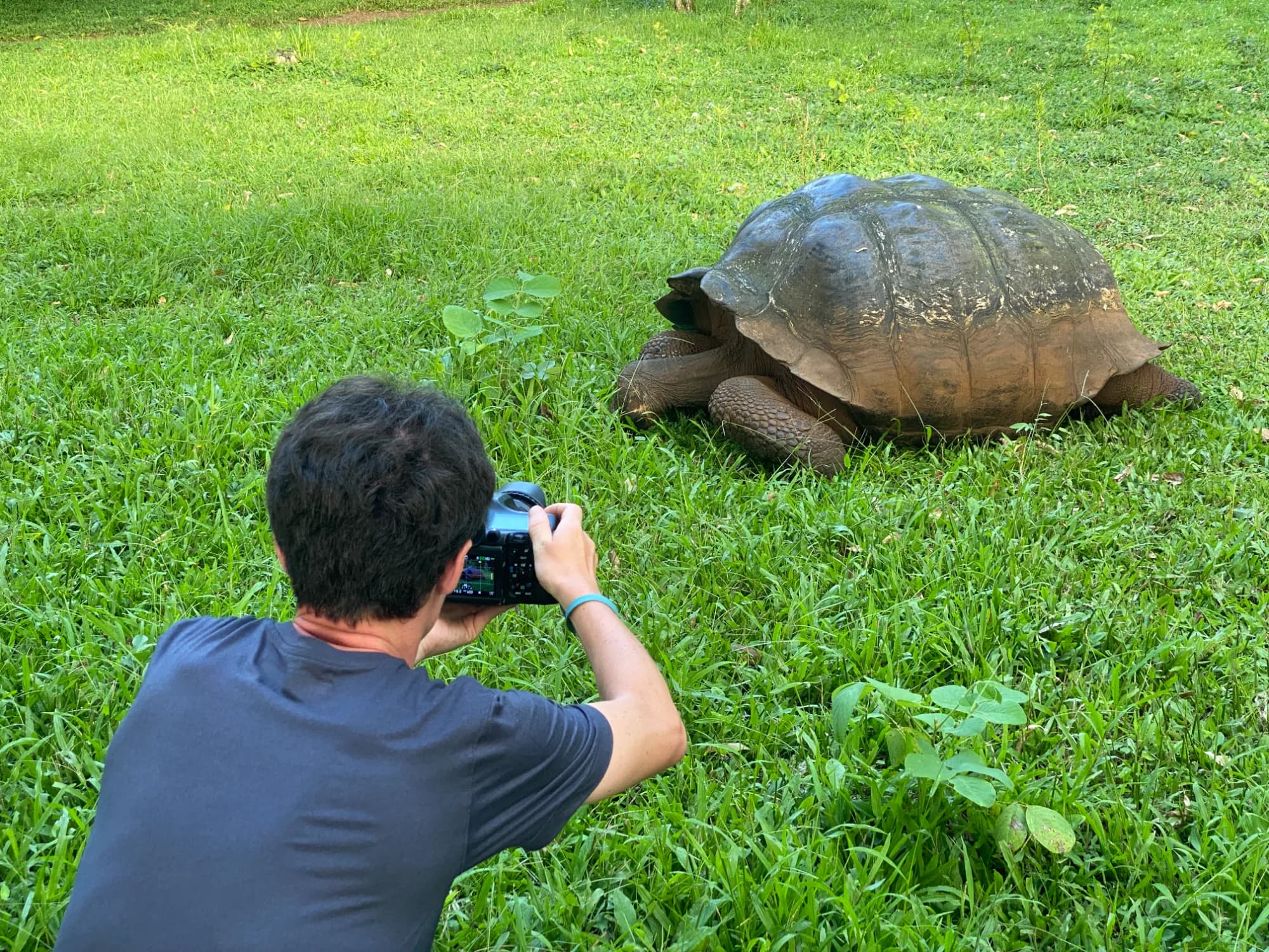 Descubre las famosas tortugas gigantes en su hábitat natural durante la visita al Rancho Primicias.