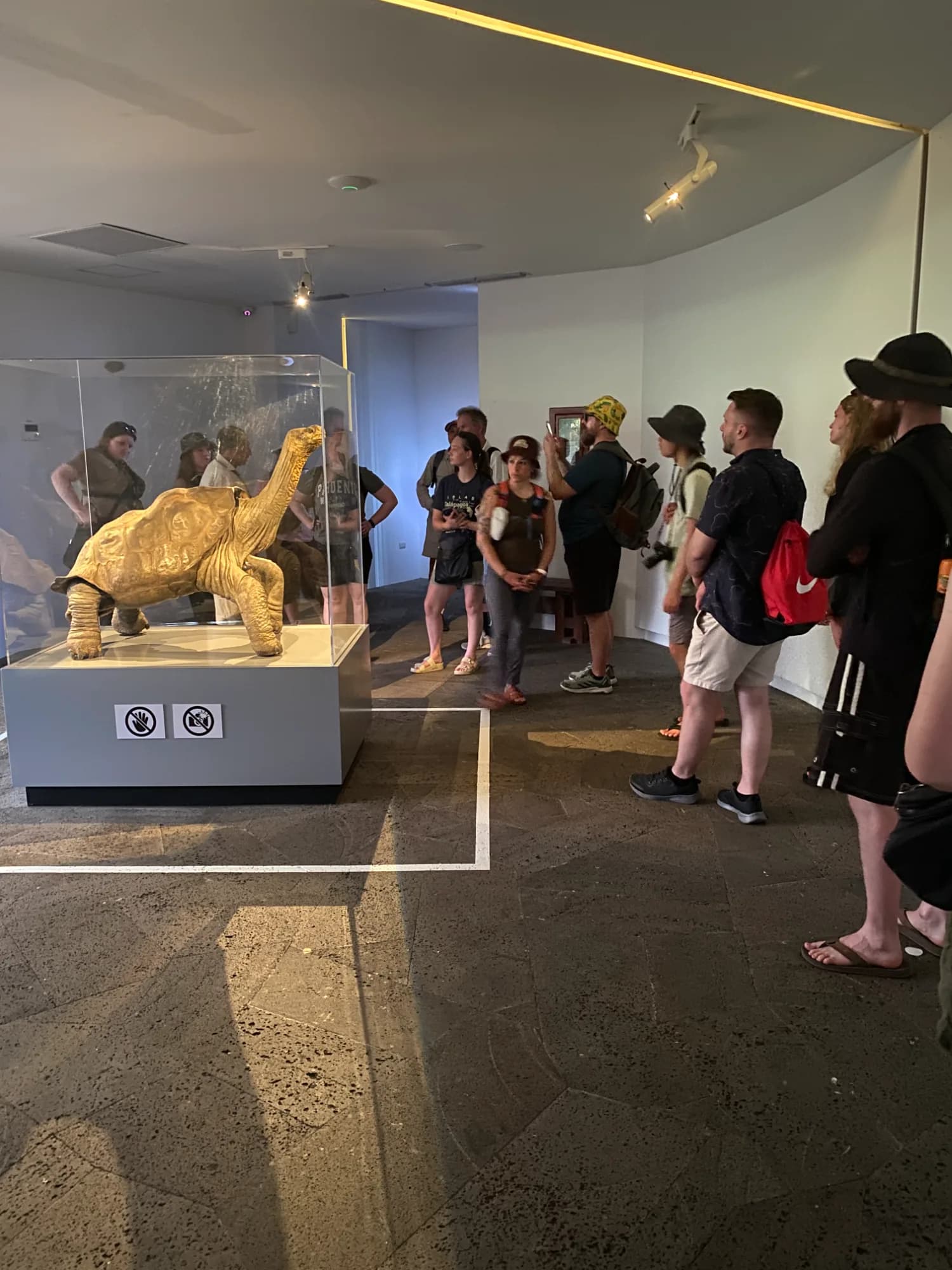 museo tortuga