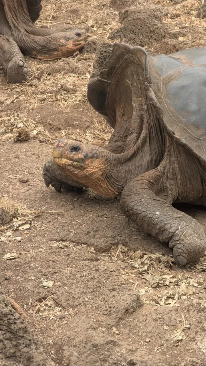 tortuga gigante tour