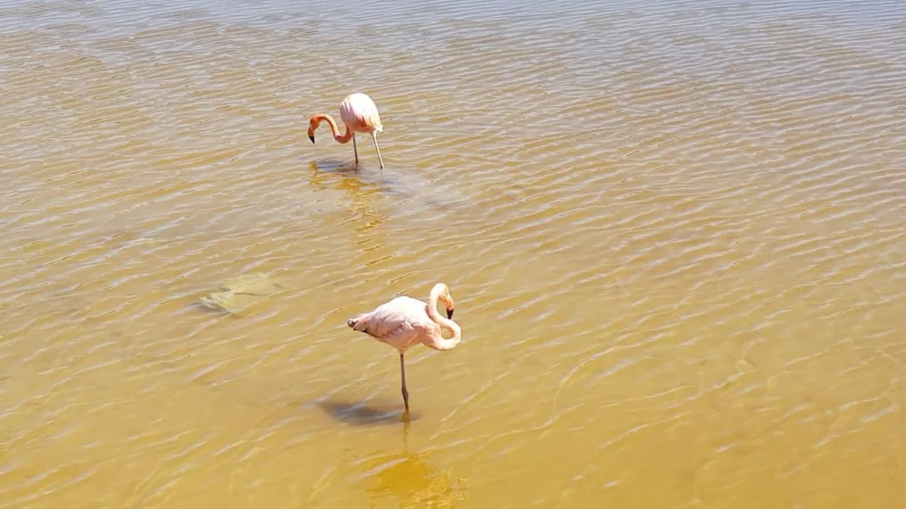 Galápagos Isabela, Santa Cruz