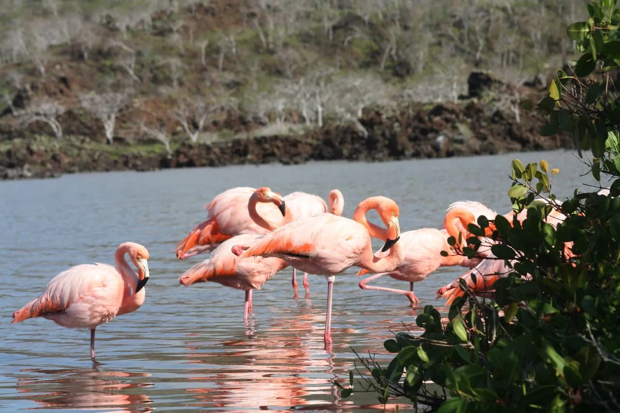 Galápagos Isabela, Santa Cruz