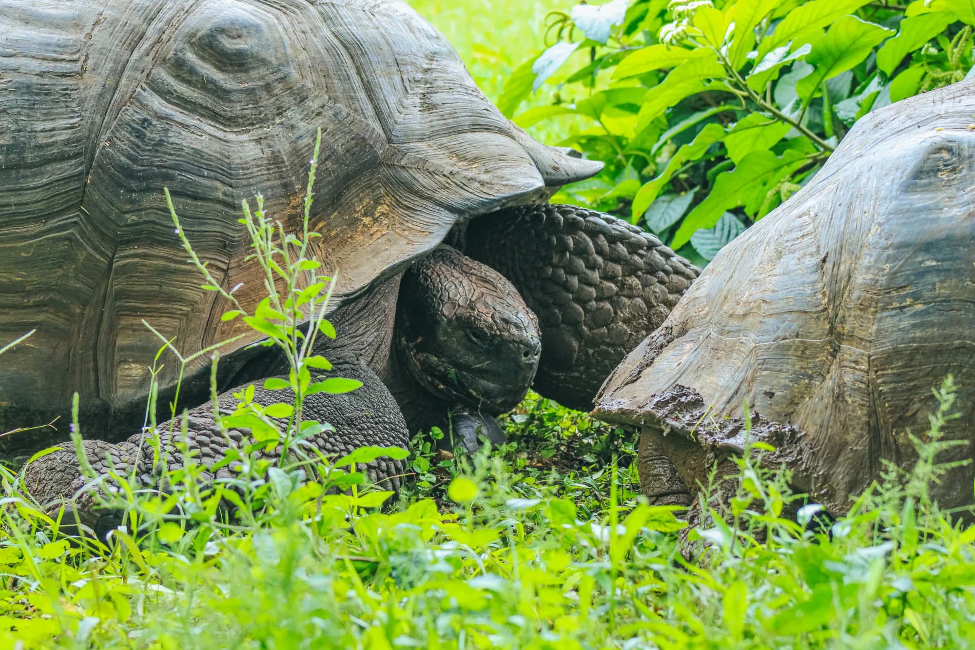 tortuga gigante tour